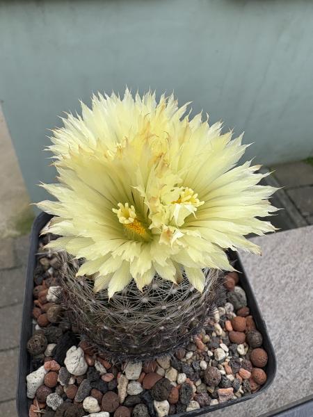 Coryphantha radians